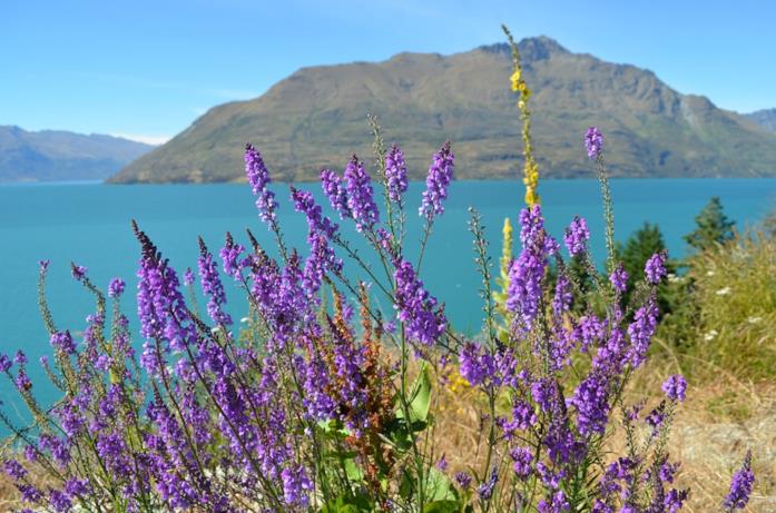 Il lago Wanaka Un viaggio inaspettato, lago Wanaka