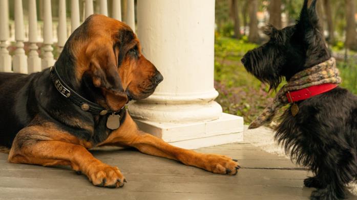 Fido e il saggio Whisky Gli amici di Lilli, Fido e Whisky