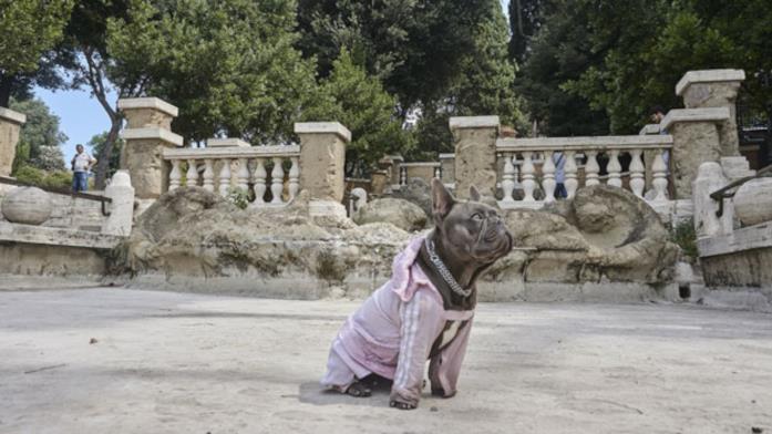 Il colpo del cane Ugo vestito della sua buffa tutina rosa pastello