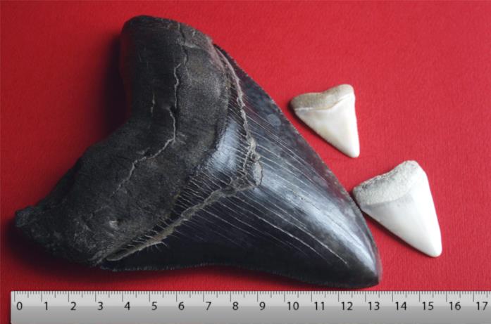 Un dente di Megalodonte comparato a quello dei comuni squali bianchi Il dente di Megalodonte poteva arrivare a 20 centimetri di lunghezza