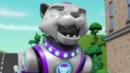 Anteprima I cuccioli incontrano la Cat Pack