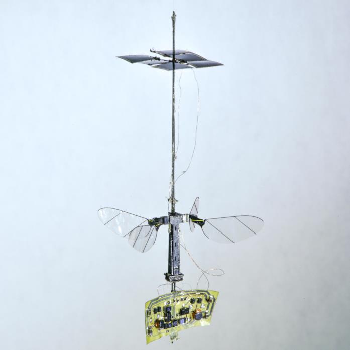 Un'immagine del drone insetto