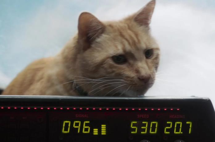 Goose, la gatta di Captain Marvel