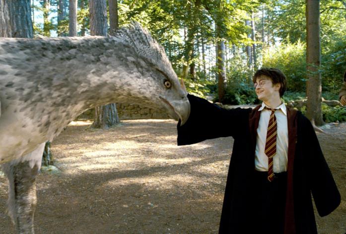 Fierobecco Harry Potter accarezza Fierobecco