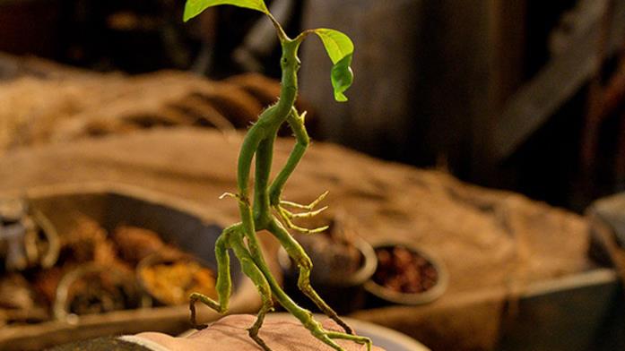 Asticello accompagna sempre Newt Il Bowtruckle noto anche come Asticello