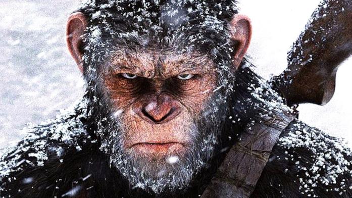 Lo scimpanzé Cesare sotto la neve con una espressione arrabbiata