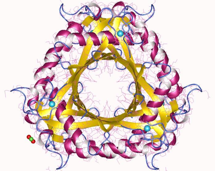 La struttura dell'enzima 6-carbossitetraidropterina sintasi