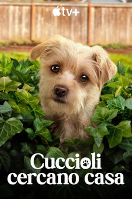 Poster Cuccioli cercano casa