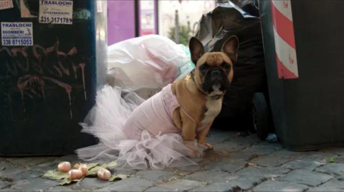 Thanks! Cane Una scena della cagnolina in Thanks!