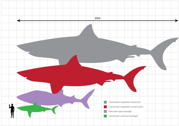 La comparazione di taglia tra un uomo, lo squalo bianco, lo squalo balena e il Megalodonte Il Megalodonte era molto più grande di qualunque altro squalo