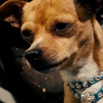 Chester the Chihuahua