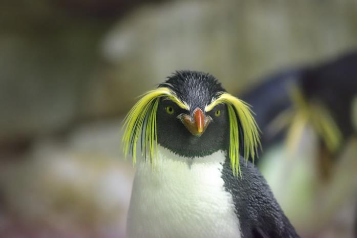 Un esemplare di pinguino crestato
