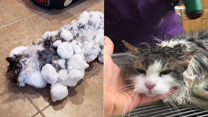 La gatta Fluffy congelata e dal veterinatio