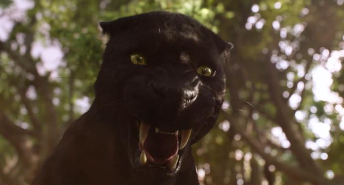 Baghera Bagheera