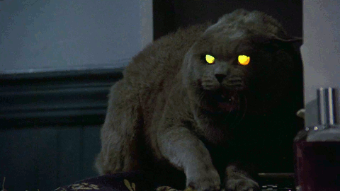 Il gatto di Pet Sematary