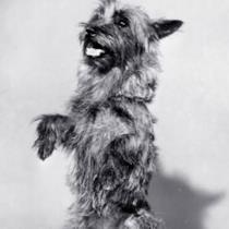Terry