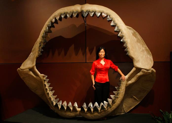 L'impressionante apertura mandibolare del Megalodonte I 180 denti fossili di un Megalodonte