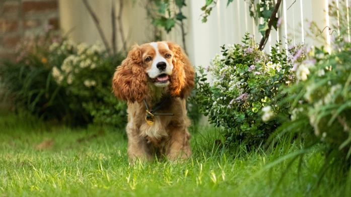 La Cocker Spaniel Rose è Lilli La cagnolina che interpreta Lilli