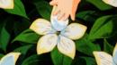 Anteprima La gardenia innamorata