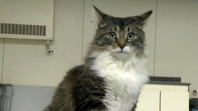 Canada: gatto si infila in una scatola e si fa spedire a 1000 chilometri da casa Baloo, il gatto che si è fatto spedire lontano da casa