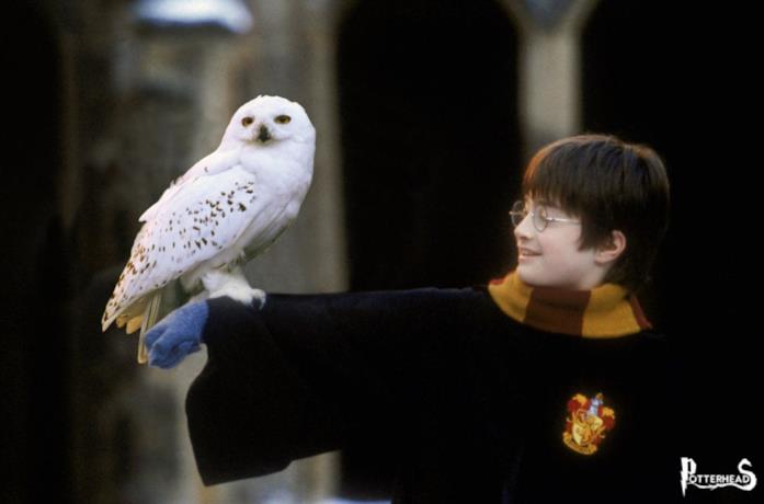 Edvige Harry Potter, undicenne, tiene su un braccio la civetta bianca Edvige