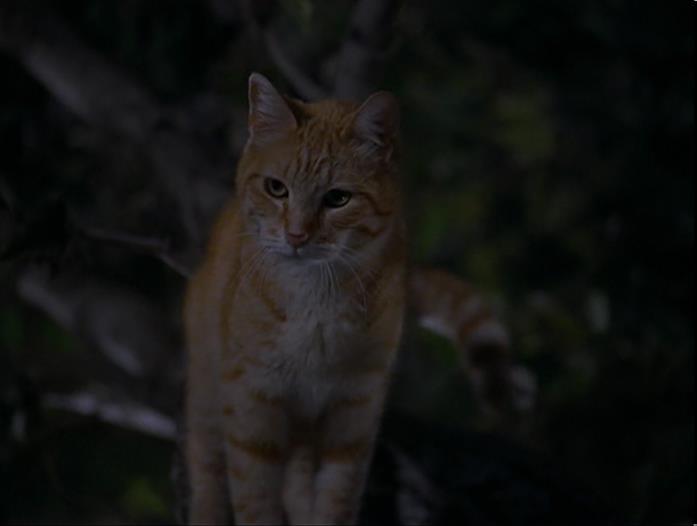 Il gatto Red di Stuart Little - Un topolino in gamba Gatto Red
