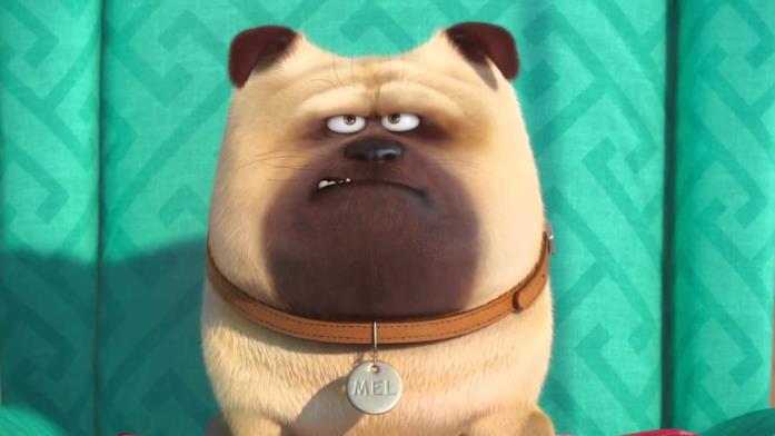 Mel è il carlino di Pets - Vita da animali Mel