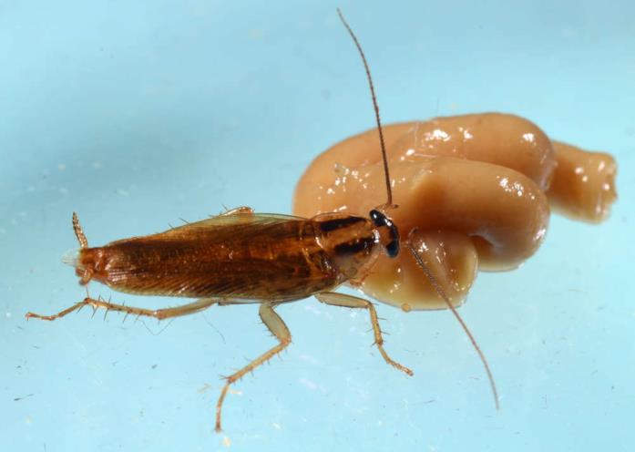 Una blatta Una blatta mentre si nutre di cibo trattato con un insetticida