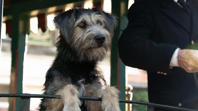 Monte è il vagabondo Biagio Il cane protagonista di Lilli e il Vagabondo
