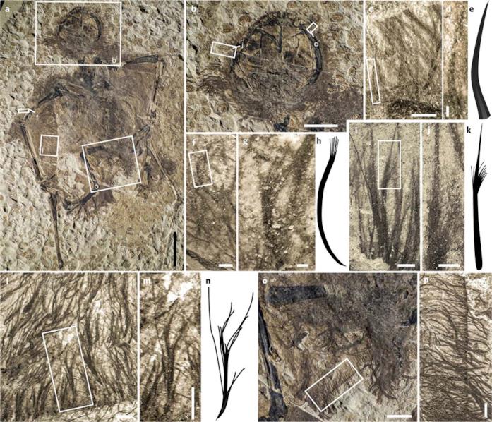 I fossili analizzati dal team di Baoyu Jiang e compagni Una visuale ravvicinata dei fossili di pterosauro analizzati dal team di Baoyu Jiang