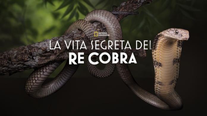La vita segreta del re cobra La vita segreta del re cobra