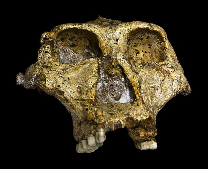 Il cranio del Paranthropus robustus Il volto e il teschio del Paranthropus robustus