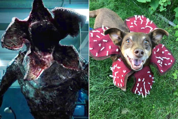 Demogorgone affiancato a un cane con il costume