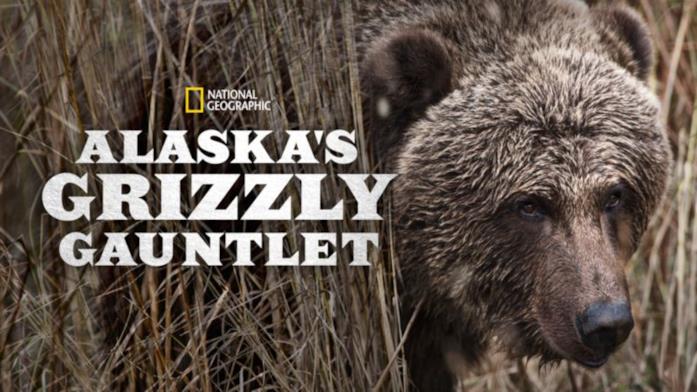 Alaska's Grizzly Gauntlet Alaska's Grizzly Gauntlet