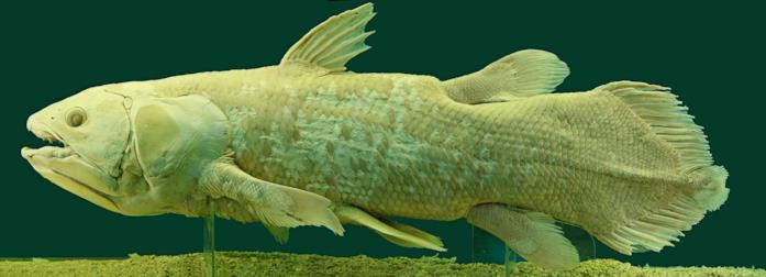 Un Celacanto conservato al museo di storia naturale di Vienna Il Celacanto è un pesce preistorico creduto estinto