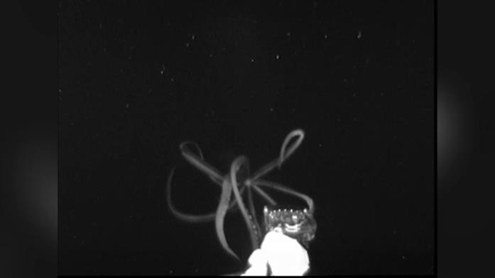 Un fotogramma del video che mostra il calamaro gigante
