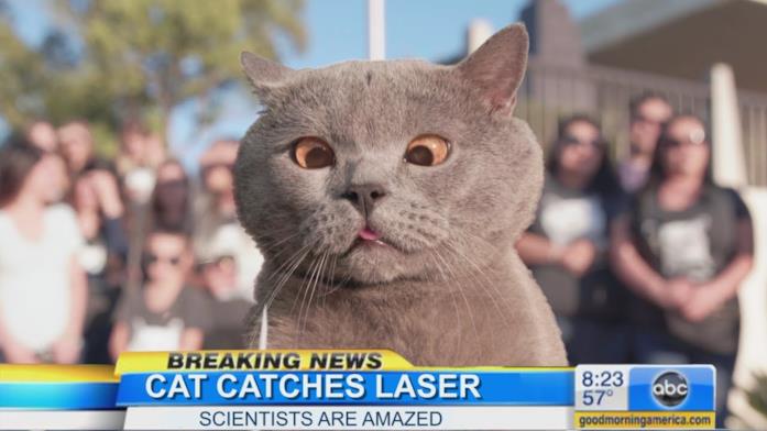 Primo piano del gatto protagonista del video The Cat Who Caught the Laser