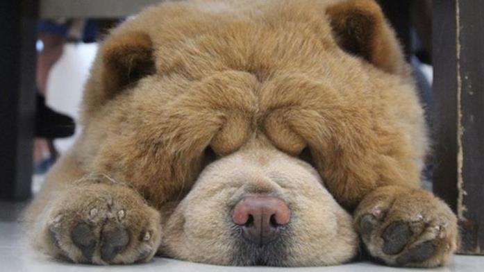Un primo piano di Chowder the Bear Dog