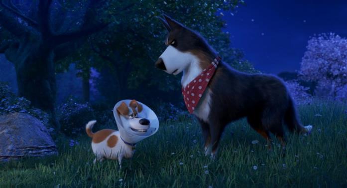 Pets 2 - Vita da animali Galletto