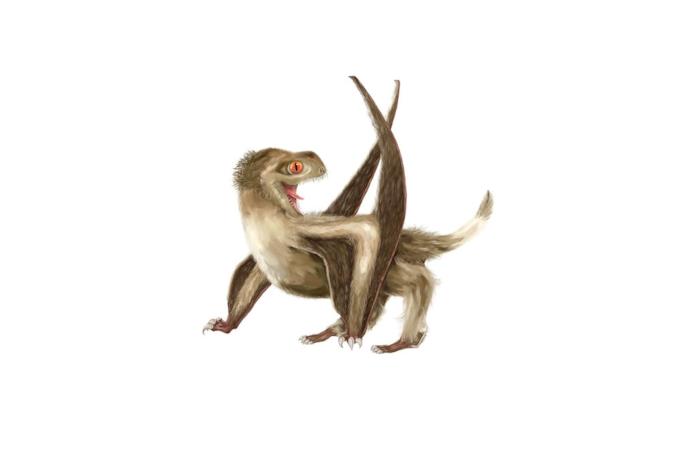 Rappresentazione di uno pterosauro dalla coda corta