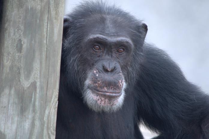 Uno dei protagonisti della serie televisiva Un primate su una piattaforma di legno nella riserva naturale