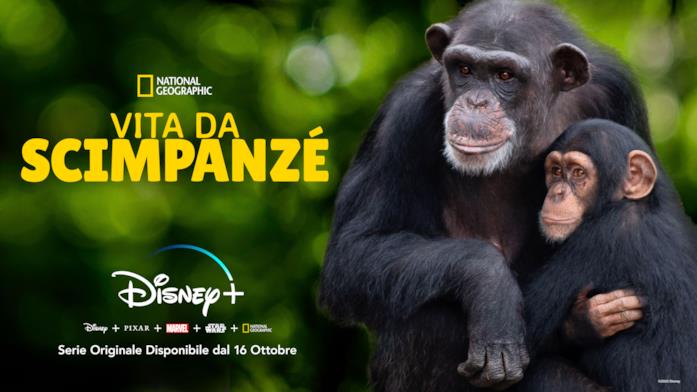 Il poster ufficiale di Vita da Scimpanzé Due scimpanzé si abbracciano all'interno della riserva naturale
