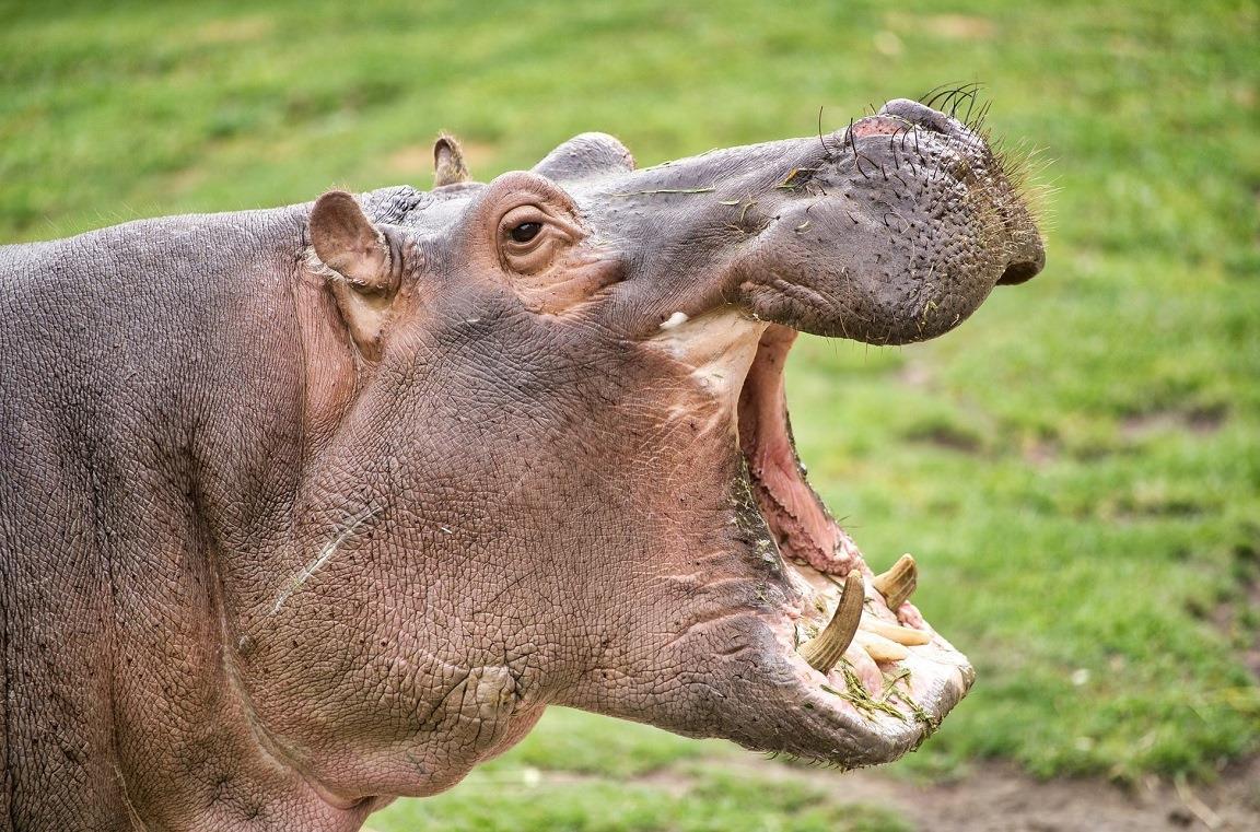 Un ippopotamo apre la bocca