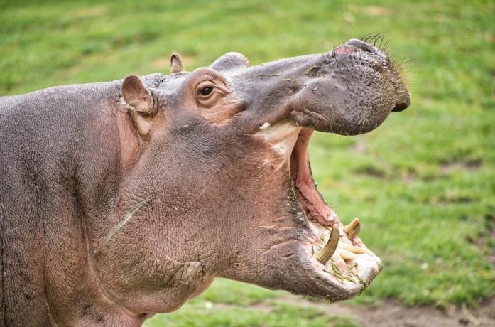 Un ippopotamo apre la bocca