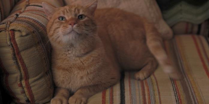 Stranger Things e le sue morti: riviviamole stagione per stagione Mews, il gatto degli Henderson in Stranger Things