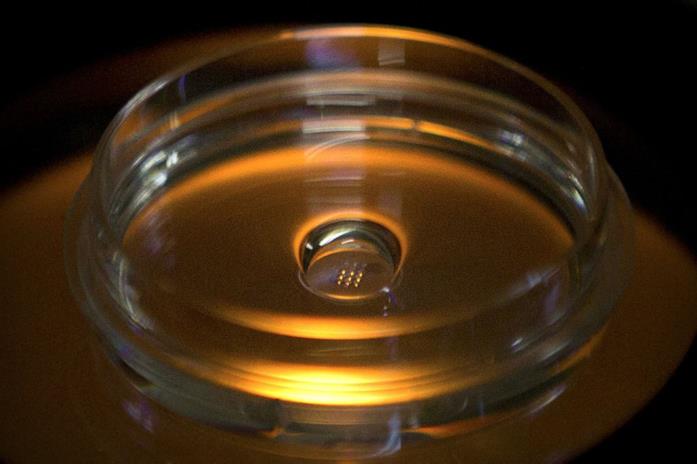Una piastra contenente embrioni modificati tramite iniezione della proteina CRISPR/Cas9 Una piastra che contiene embrioni modificati tramite iniezione della proteina CRISPR/Cas9