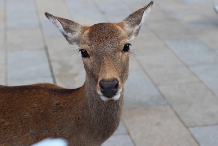 Scatto di un cervo di Nara