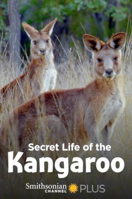 Poster Secret Life of the Kangaroo