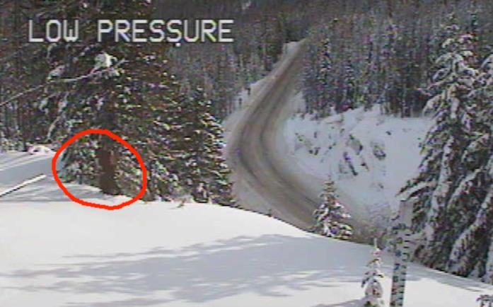 Il presunto Bigfoot nella foto