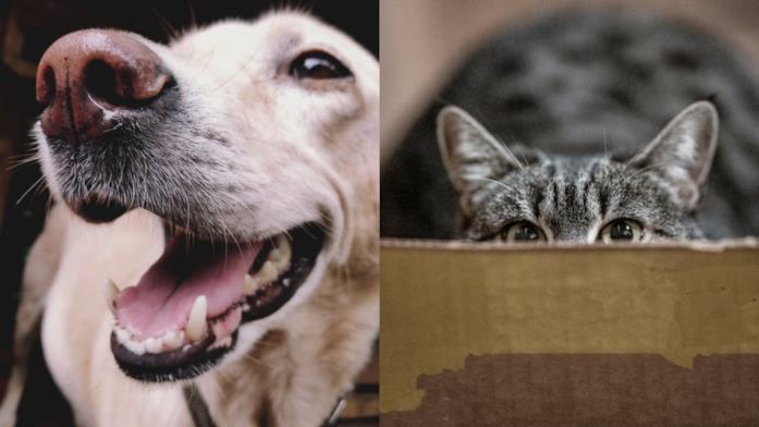 Primo piano di un cane e di un gatto
